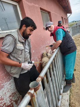 ÇİÇEK VE VEBA AŞILARININ YAPILMASI