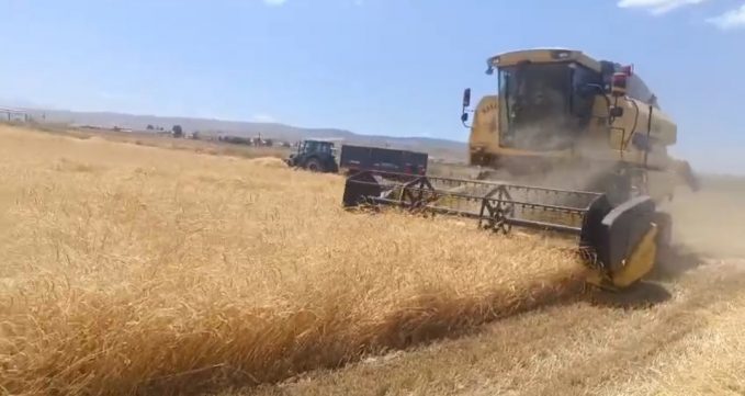 2025 YILI ARPA-TRİTİKALE HASADI VE SAMAN BALYASI BASIMI