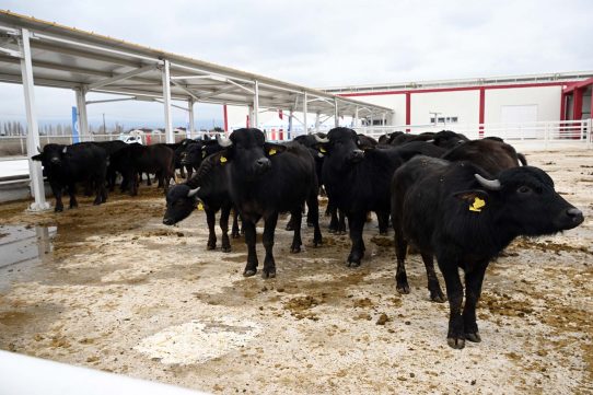 Afyon Kocatepe Üniversitesi, Afyonkarahisar İl Özel İdaresi ve İl Tarım ve Orman Müdürlüğü iş birliğiyle yürütülen “Manda Yetiştiriciliğinin Geliştirilmesi ve Comba Dağıtım Projesi” kapsamında Veteriner Fakültesi Eğitim, Araştırma ve Uygulama Çiftliğinde yetiştirilen 30 adet damızlık manda boğası dağıtım töreni
